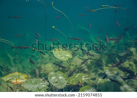 A scenic view of tiny fish swimming underwater above green seaweeds