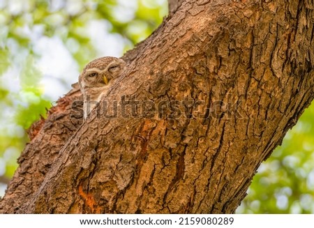 Spotted Owl hidden in tree trunk