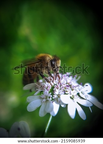 Different photos of bees and spring blossoms in the beauty season