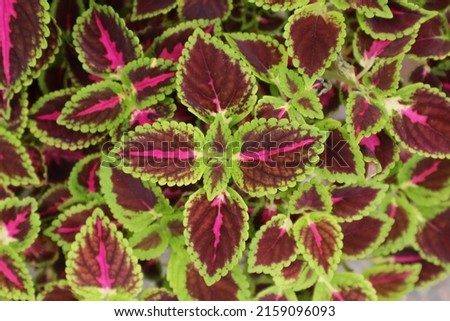 Variegated leaves of painted nettle in the garden. (Coleus scutellarioides) Royalty-Free Stock Photo #2159096093