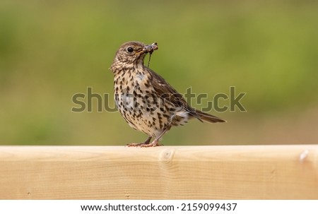 A close-up shot of a True thrush holding a dead insect in its beak perched o a wooden fence Royalty-Free Stock Photo #2159099437