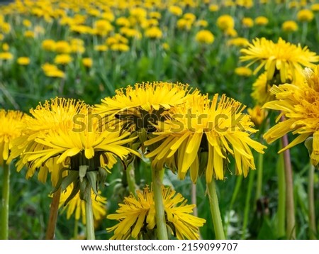 Macro shot of bright yellow dandelions (Lion's tooth) flowering in the big field of flowers with green grass and yellow dandelions with horizon and blue sky in background