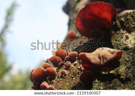 Real Photo, bunch of ear mushrooms on dead orange stalks, creative shooting style. Suitable for wallpaper or multipurpose design material.