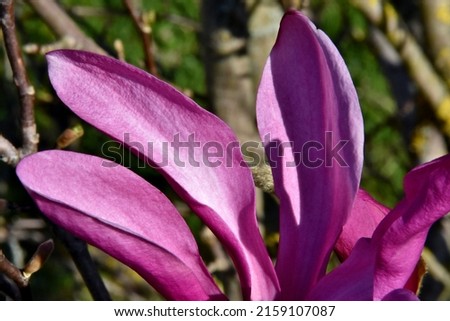 A blooming purple magnolia in the sun