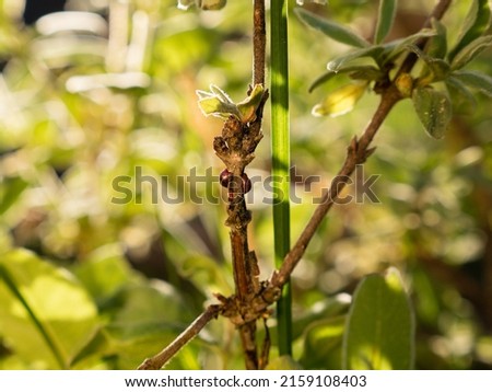 close up of scale insects on plant - garden pest
