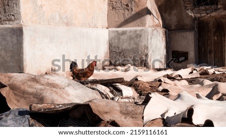 The area of an old leather farm in Marrakesh, Morocco