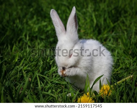 rabbit on the grass. Cute bunny