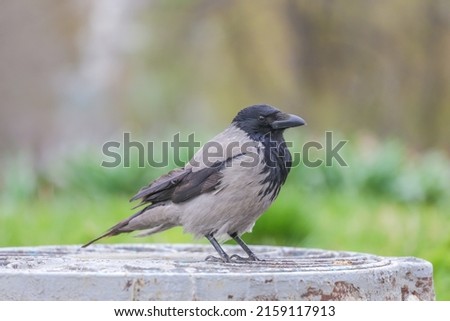 A gray crow with a broken wing sits on a metal wrought-iron hatch and looks in front of him.A sick crow with a broken wing sits in a park against a background of blurred green grass and trees.