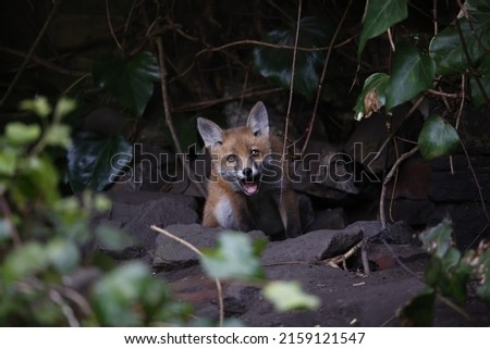 Fox cubs playing and exploring the garden