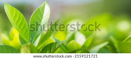 nature view of green leaf on blurred greenery background in garden,Green nature concept.