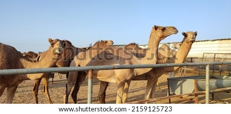 camel is even-toed ungulate in the genus Camelus that bears distinctive fatty deposits known as humps on its back. Camels have long been domesticated, as livestock, they provide food and textiles.  Royalty-Free Stock Photo #2159125723