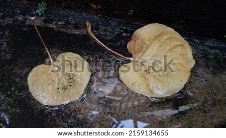 Yellow leaves as background. Leaves shaped like flower petals on a cement floor that is flooded with water. Beautiful plum aralia leaves.
