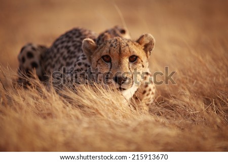 Cheetah  Royalty-Free Stock Photo #215913670