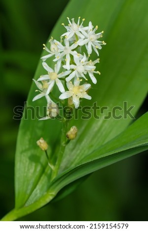 A head of white Starry False Solomon's-Seal flowers are growing in the greenery. Also known as Star-flowered Lily-of-the-valley. Taylor Creek Park, Toronto, Ontario, Canada. Royalty-Free Stock Photo #2159154579