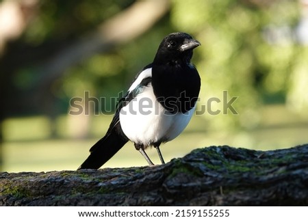 A closeup shallow focus shot of a magpie