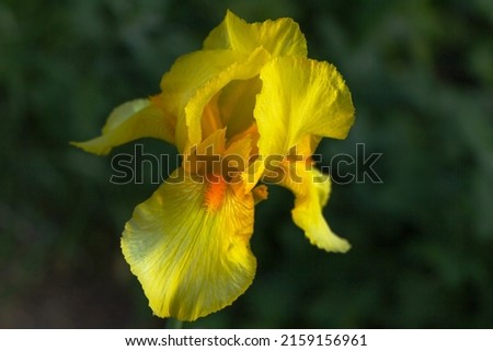 A large iris flower against a green garden on a sunny day.