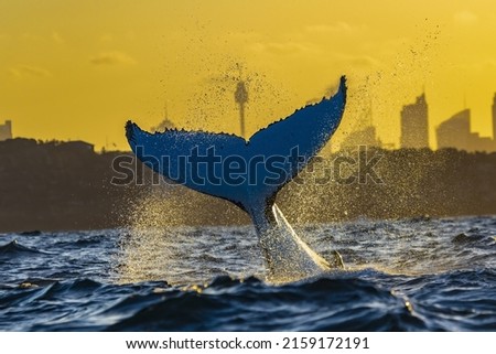 Humpback whale tail with Sydney Skyline in the background at sunset, Sydney, Australia