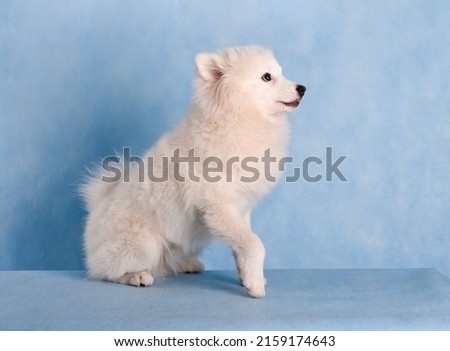 Portrait of a beautiful white fluffy dog on a blue background in the studio. The dog is sitting on the floor