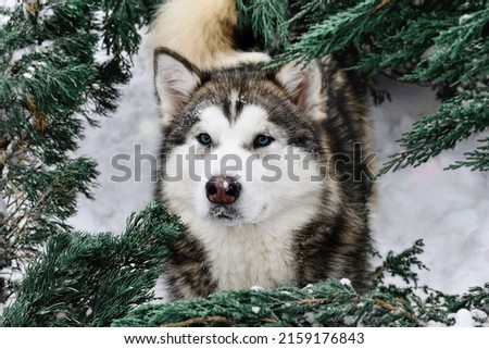 Siberian Husky dog ​​with blut eyes in winter against the background of trees looks into the frame