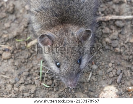 A closeup high angle shot of a brown rat