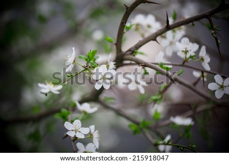 Beautiful apricot white flowers. Soft focus