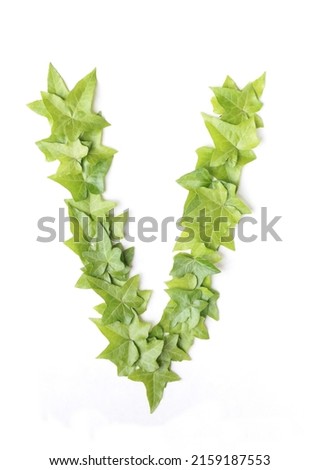 Letter V from decorative ivy on a white background. Letter V from ivy leaves. Leaves alphabet. Font from leaves isolated on white background