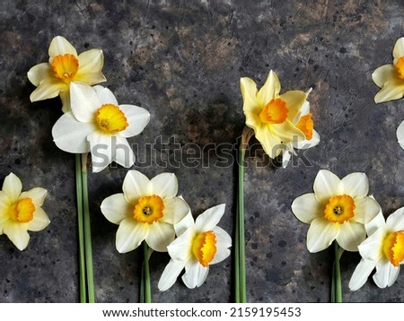 Pattern of narcissus flower. Beautiful nature background. 