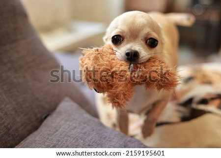 Beige mini chihuahua dog, funny pet