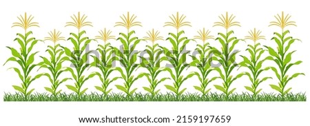 Corn plantation. Vector illustration of sweet corn sprouting in field.