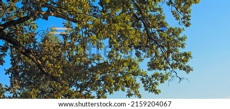 Tree on a beautiful summer day with the sun shining. Picture of branches with light shining. Tree on a warm sunny day