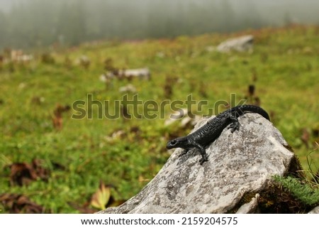 Alpine salamander (Salamandra atra) on a rock, German Alpes
