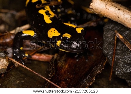 Fire Salamander (Salamandra salamandra) exploring