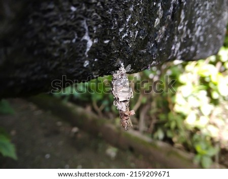 Close up picture of a bagworm moth caterpillar hanging on a rock with a blurred background