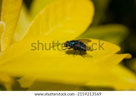 A bluebottle fly sits on a yellow leaf in the garden in the sunshine 