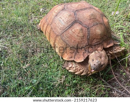 Giant African Tortoise pictures with mouth open in a grassy area.