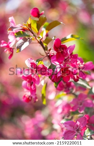 Pink blossom apple tree, close up. Nature background.