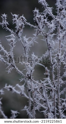 Grass covered with frost. Photo of winter nature. Winter nature background. 