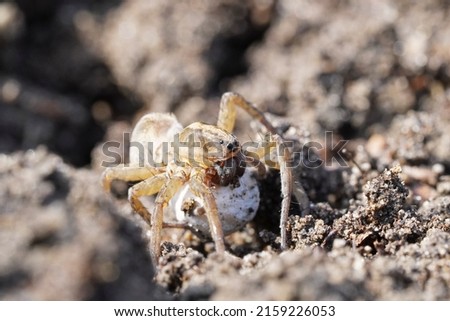 A Close up photo of a wolf spider with an egg cocoon