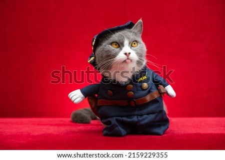 a british shorthair cat wears a policemen cosplay costume