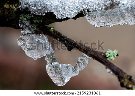 A closeup of a snowy frozen tree branch