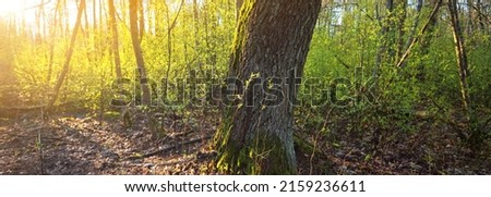 Old mossy trees and young bushes at sunset, close-up. Fresh green leaves. Sun rays through the tree trunks. Spring forest in Germany. Idyllic rural scene. Tourism, environmental conservation, seasons