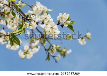 Spring flowering of fruit trees. Photo of beautiful white flowers on a tree in early spring against a blue sky background. Beautiful spring background. Selective focus. Royalty-Free Stock Photo #2159237269