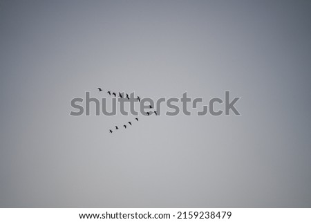 A low angle shot of a flock of birds flying on a cloudy gray sky