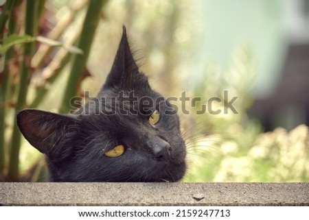 Black panther in the form of a cat