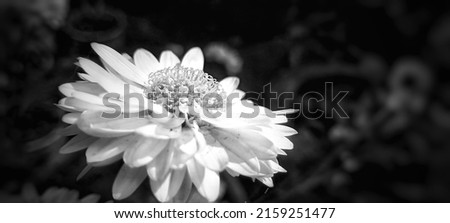 Black and white picture of an abstract flower