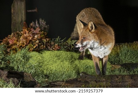 A scenic view of a red fox in the woods on a dark background