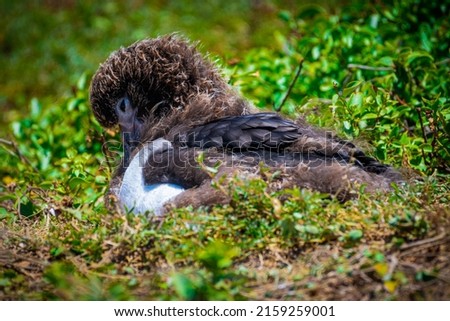 A closeup of a Laysan Albatross on the grass in Oahu Hawaii