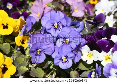 Flowers of pansies (viola tricolor). Pansy, Johnny Jump up, heartsease, heart's ease, heart's delight, tickle-my-fancy, Jack-jump-up-and-kiss-me, come-and-cuddle-me, three faces in a hood. Pansy bloom