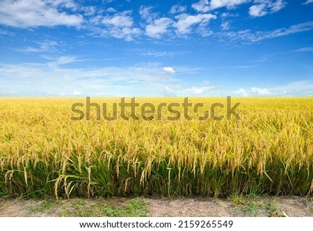 Paddy rice field before harvest with blue sky background. Royalty-Free Stock Photo #2159265549