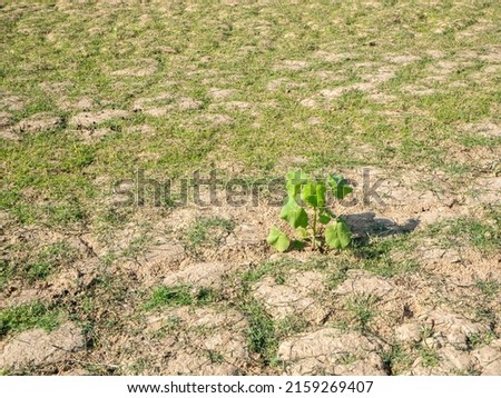 The fields are dry, the ground is broken and grass